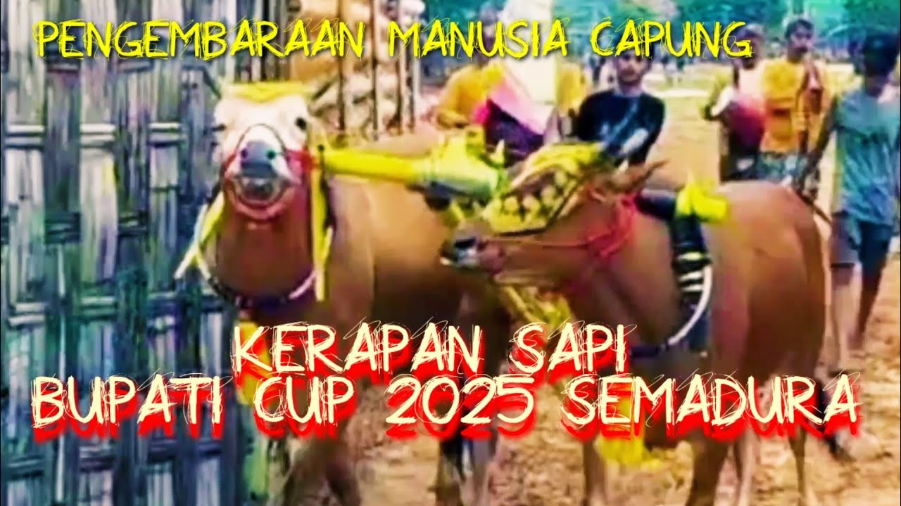 KERAPAN SAPI BUPATI CUP 2025 SE MADURA DI LAPANGAN GILING SUMENEP MADURA PENGEMBARAAN MANUSIA CAPUNG