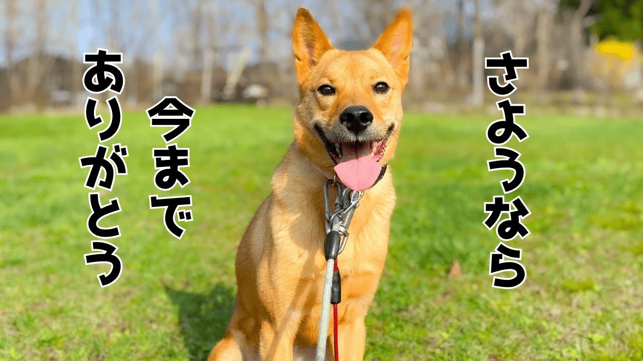 【涙の旅立ち】処分に怯えた元野犬の最後の動画