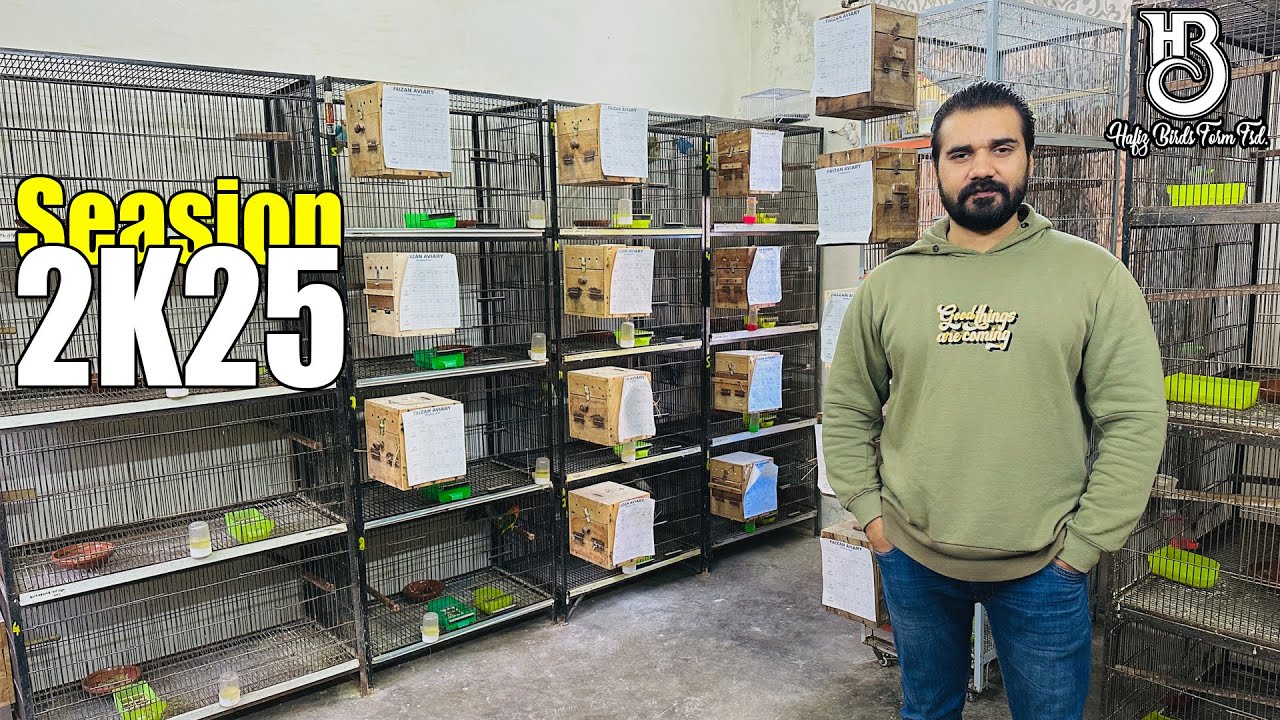 Fazi Birds Breeding Setup || Breeding Season 2k25 || 