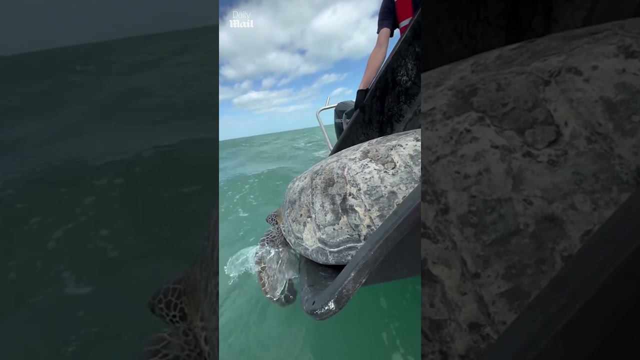 Moment turtle with amputated flipper released to his new home