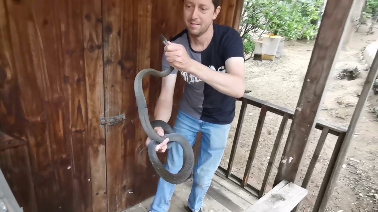 Проснулся и увидел Черную Мамбу в своей кроличьей клетке🙈