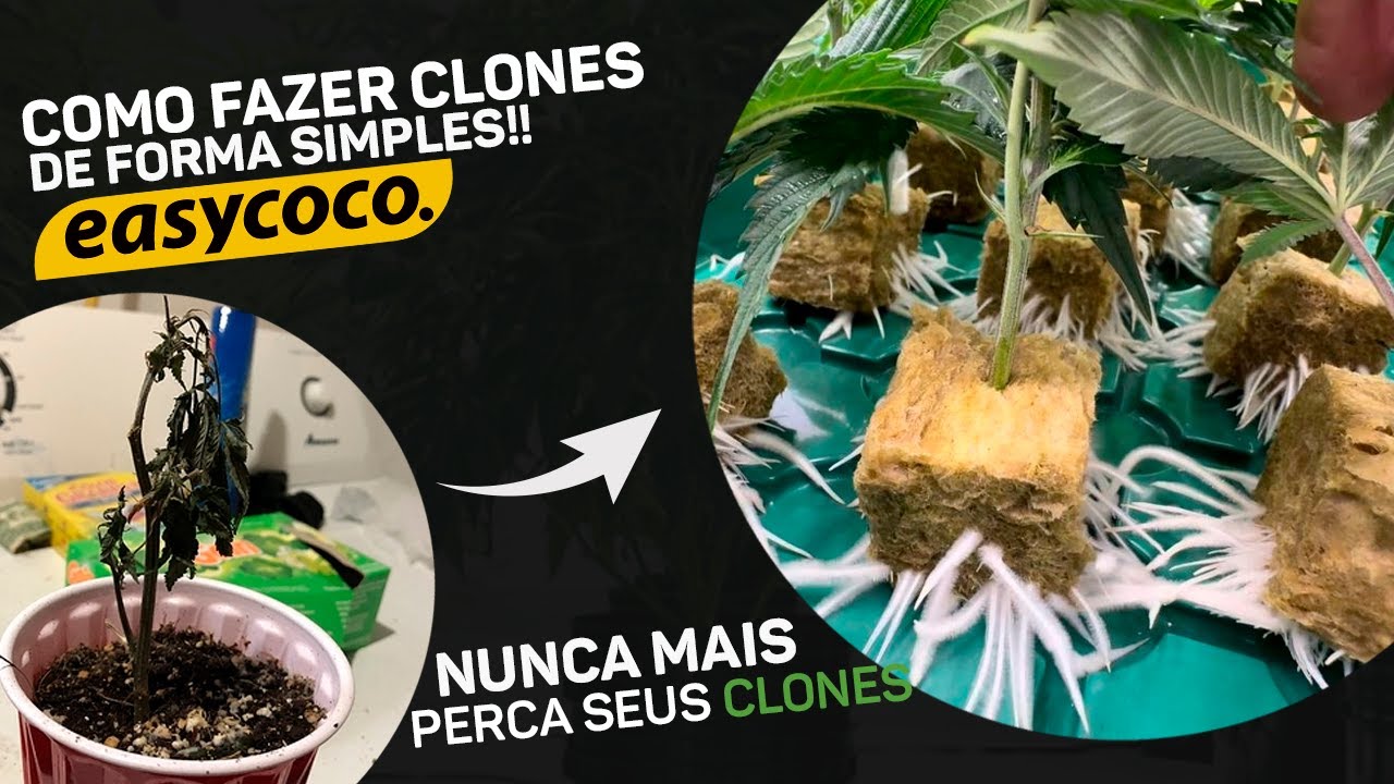 COMO FAZER CLONES DE C4NN4B12 COM L&Atilde; DE ROCHA