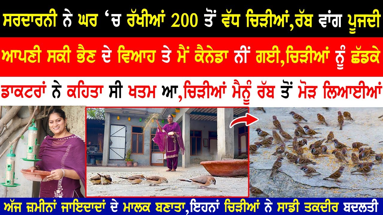 ਸਕੀ ਭੈਣ ਦੇ ਵਿਆਹ ਤੇ ਨੀਂ ਗਈ,ਮੈਂ ਚਿੜੀਆਂ ਕਰਕੇ | Panchi Premi|Animal Lover|Mani Parvez|@kaintpunjabi