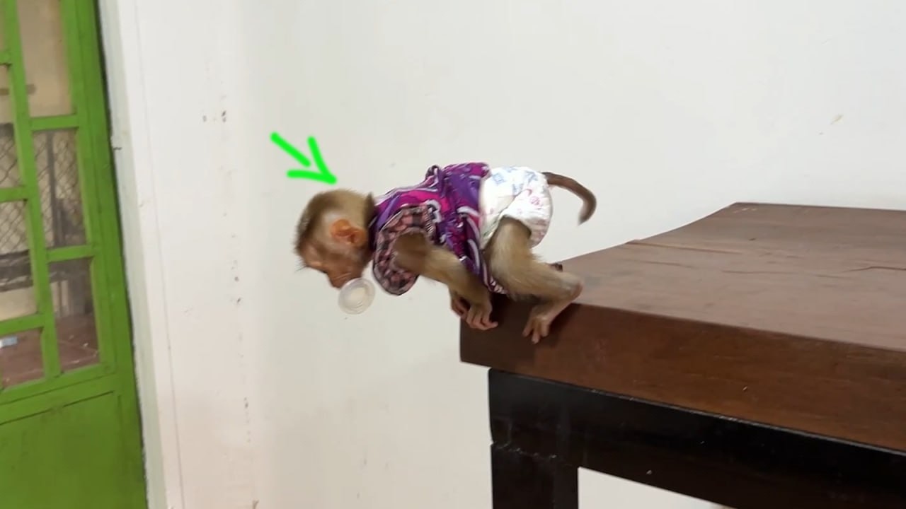 Br@vely Yuri Abouth To Jump Off Very High Table To Play Under With Minea