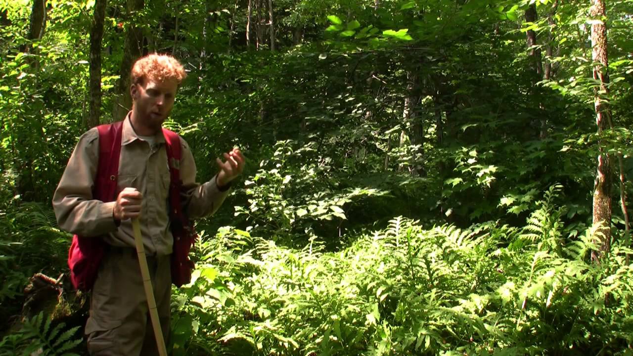 Classes de structures et d'âges des peuplements forestiers