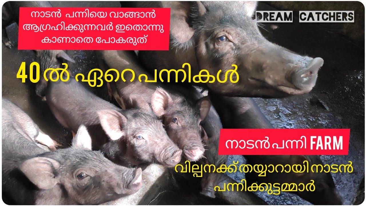 നല്ല നാടൻ അങ്കമാലി പന്നികളെ തപ്പുകയാണോ || Pig farming🐷🐖|| Dreamcatchers by Deepu Kulakkattil