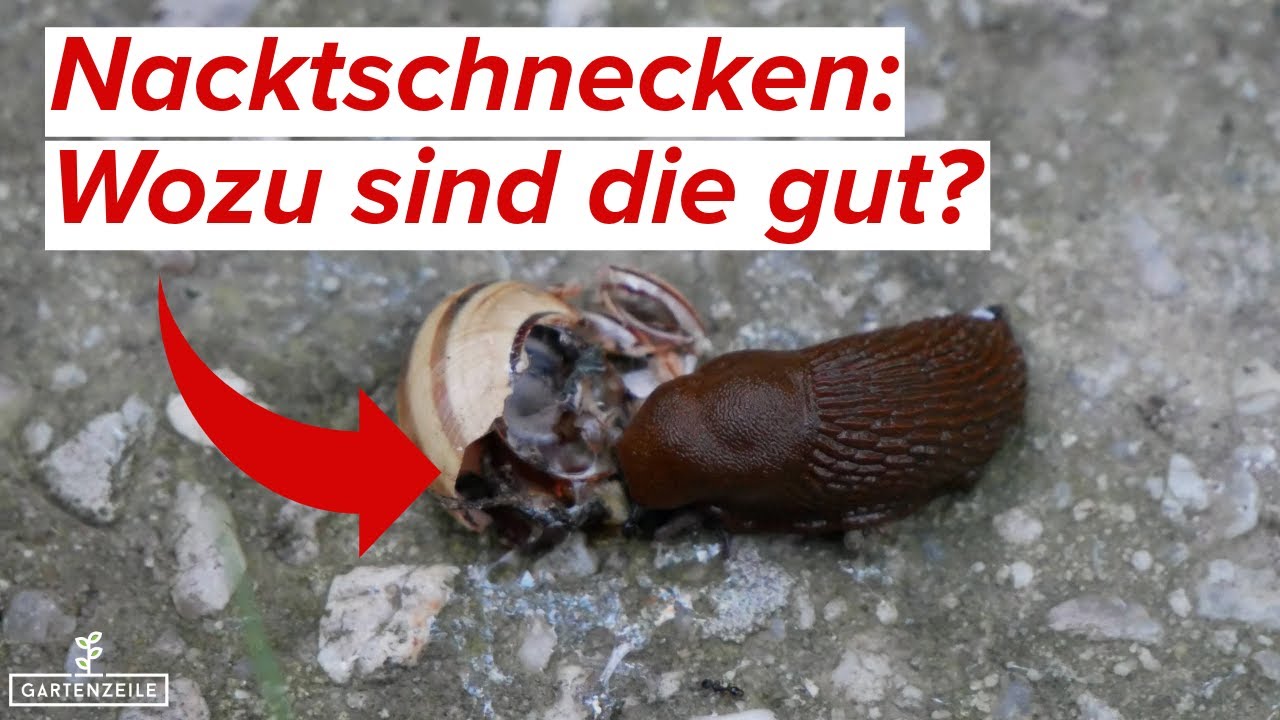Wozu sind Nacktschnecken gut?