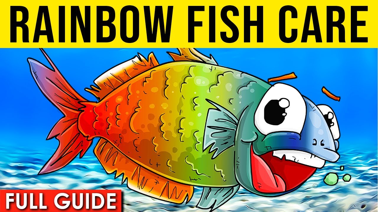 Rainbow Fish Care And Info | How To Successfully Keep Boesemani Rainbow Fish