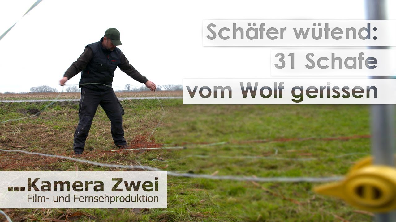 Trotz Spezial-Elektrozaun: Wolf t&ouml;tet 31 Schafe | Kamera Zwei