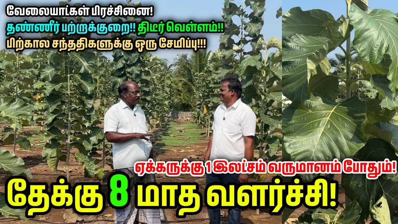தேக்கு மரம் வளர்ப்பு! ஏக்கருக்கு 1 இலட்சம் வருமானம் போதும்! | Teak Farming | Pasumai Bharatham Agri
