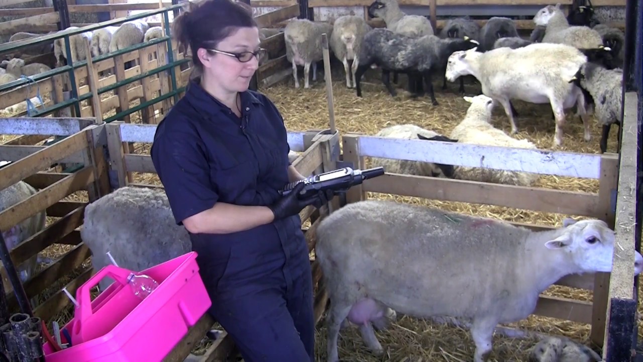 Identification et prise de données à l'agnelage