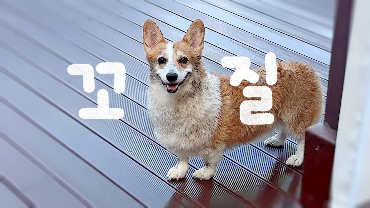 눈만 돌리면 자꾸 더러워져있는 웰시코기... ㅠ