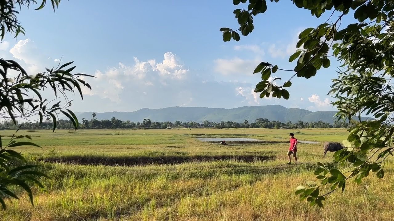 Relaxing video and rural landscape