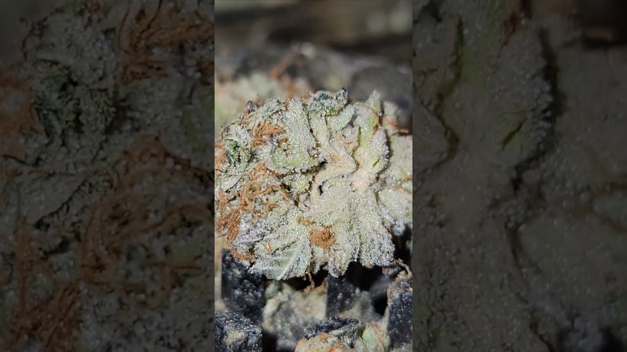 GMO/ GARLIC 🍪 -UPCLOSE FROM LAST HARVEST