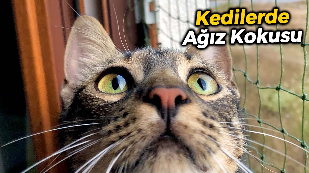 KEDİMİN AĞZI KOKUYOR NE YAPABİLİRİM? (Kedilerde Ağız Kokusu Sebepleri ve Çözümü)