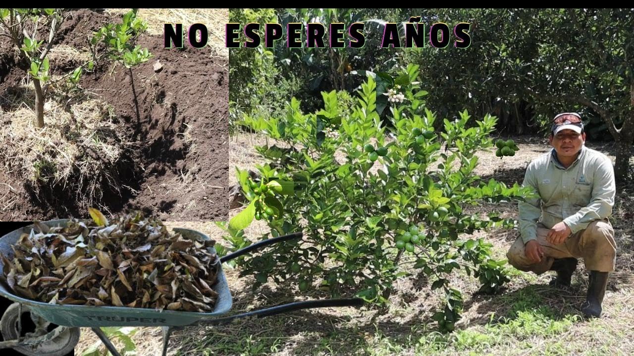 ACELERA el Crecimiento y la Floración en tus árboles de limón y para cualquier otro tipo de árbol