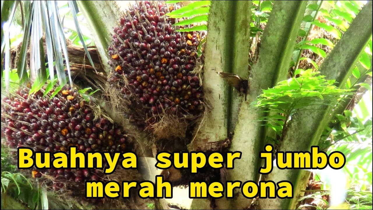 Panen sawit buah super jumbo merah merona