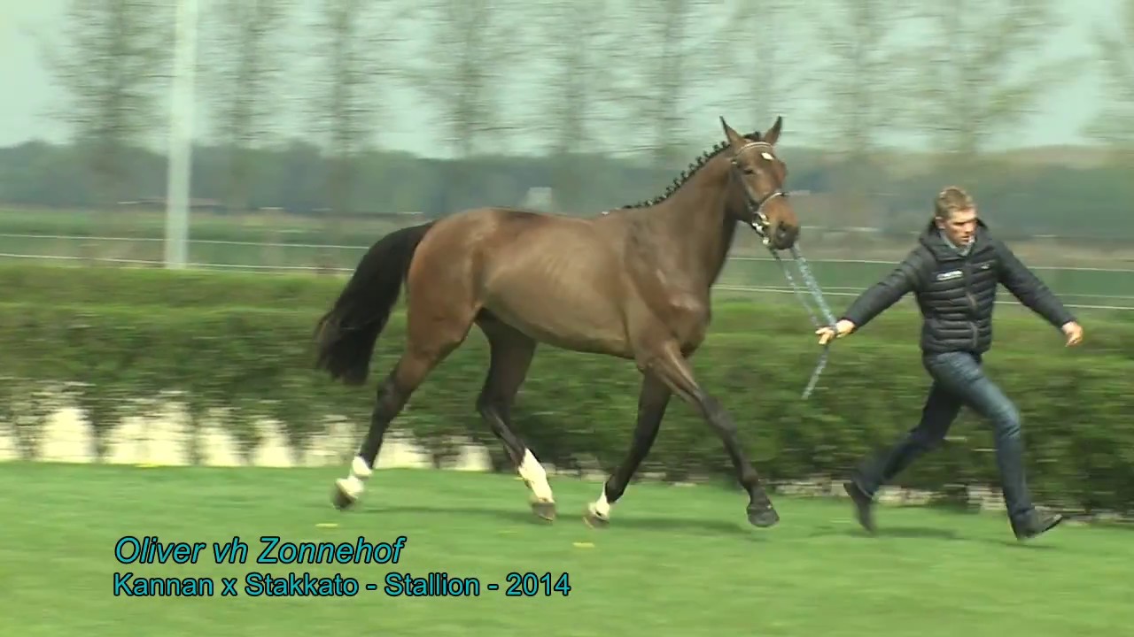 Oliver vh Zonnehof (Kannan x Stakkato) - Stallion - 2014