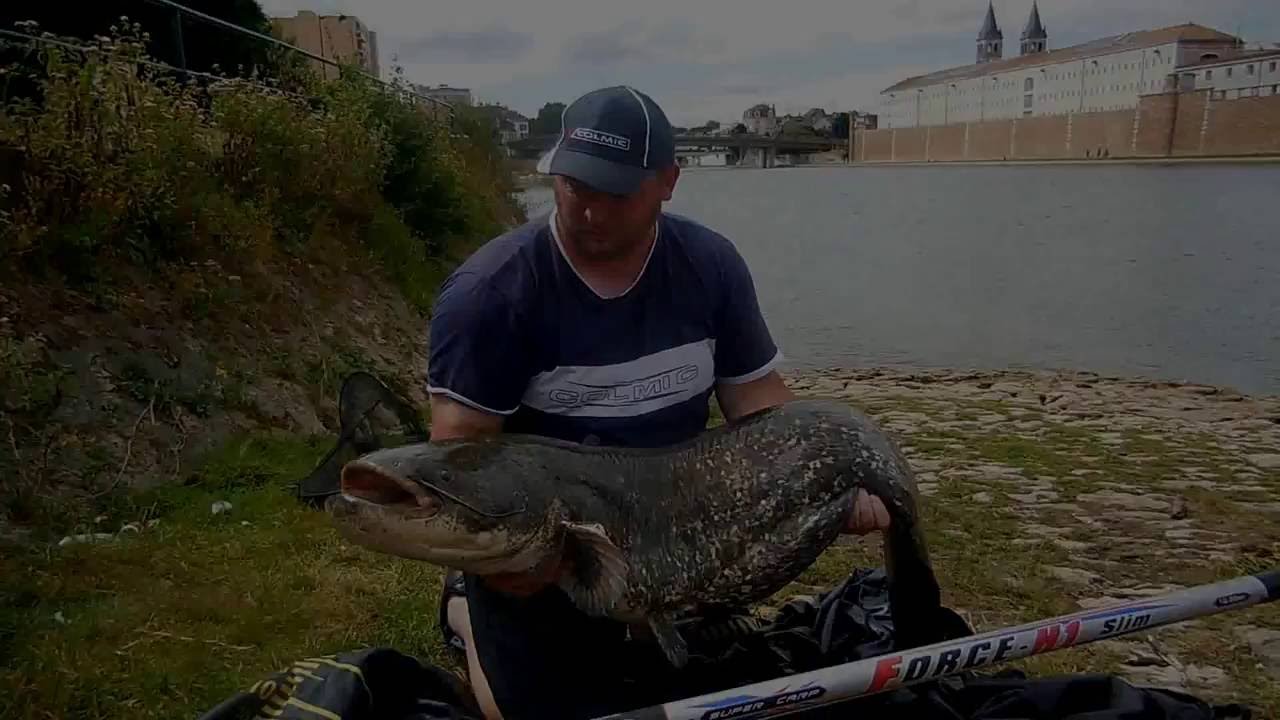 SILURE A LA CANNE AU COUP COLMIC 