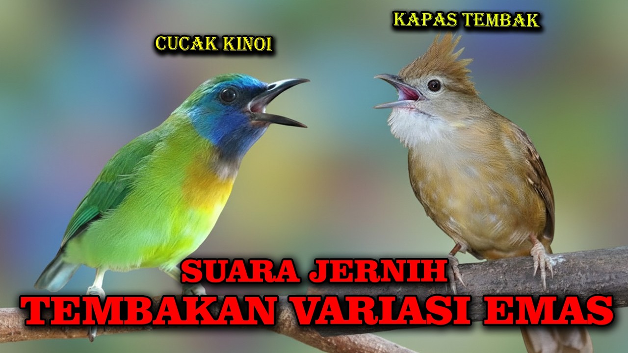 MASTERAN TEMBAKAN PANJANG CUCAK KINOI SAMBUNG KAPAS TEMBAK