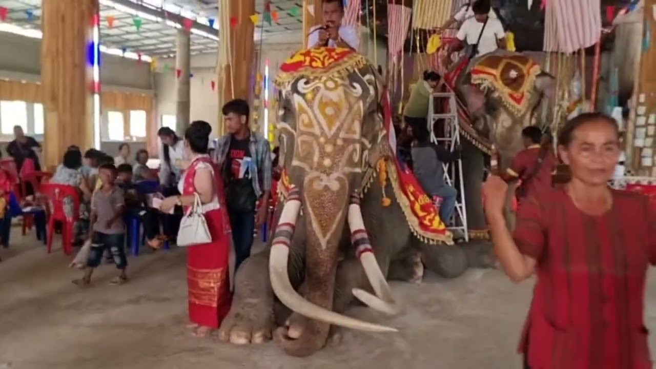 ประมวลภาพช้าง #พลายยอดเลิฟร์ #พลายลีซอ ถวายเทียนพรรษาปี 2568 ณ วัดปางไม้  เสิงสาง โคราช