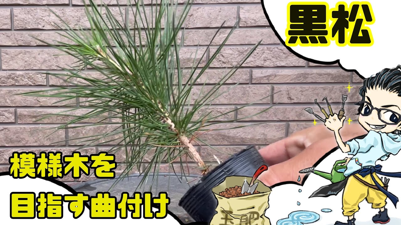 【黒松】模様木を目指す、実生黒松の初めての針金かけ、曲付け　black pine bonsai