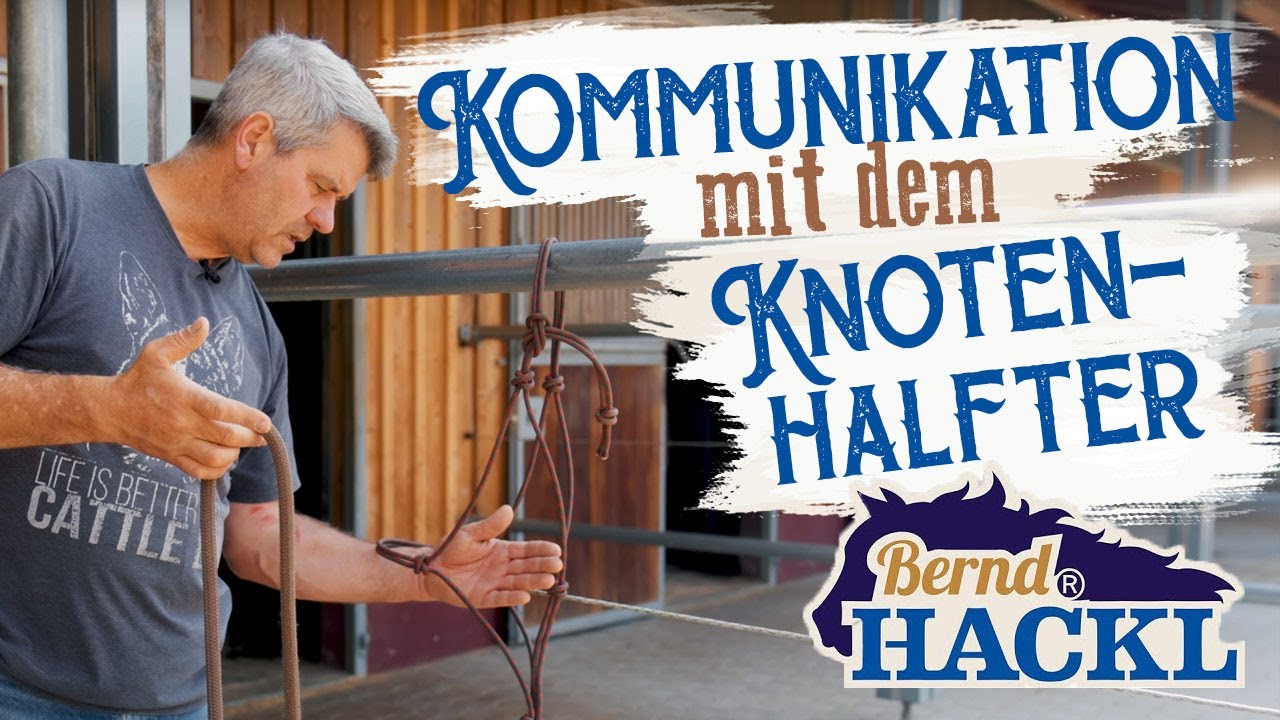 Kommunikation mit dem Knotenhalfter | Bernd Hackl erklärt! 🐴