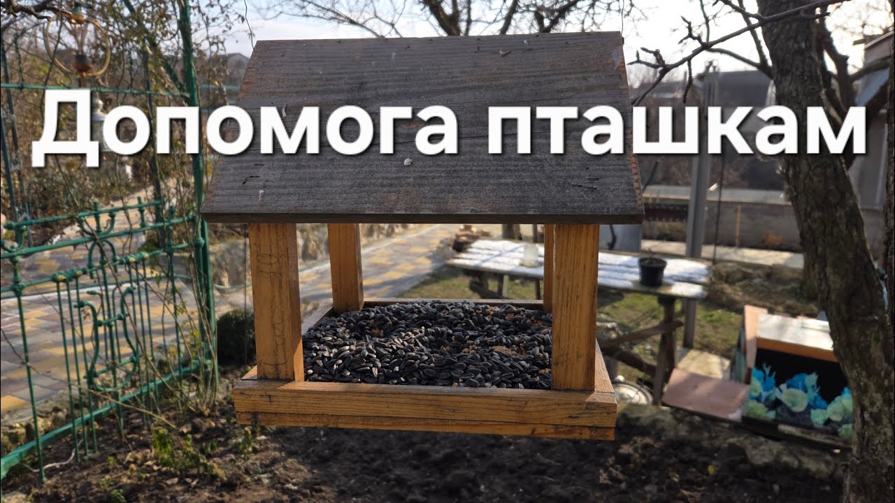 Підкормлюю синичок 🤗