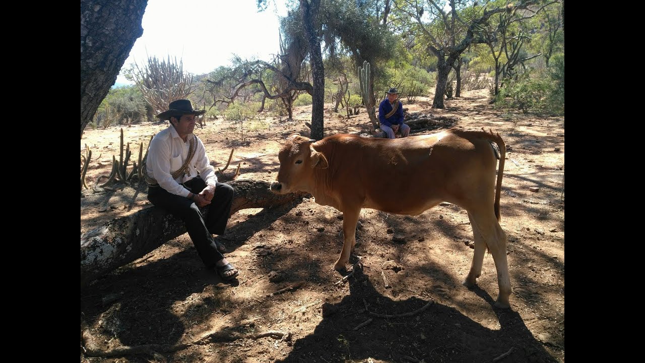 Ya te he dicho que te quiero | Cueca | Trío Arandia