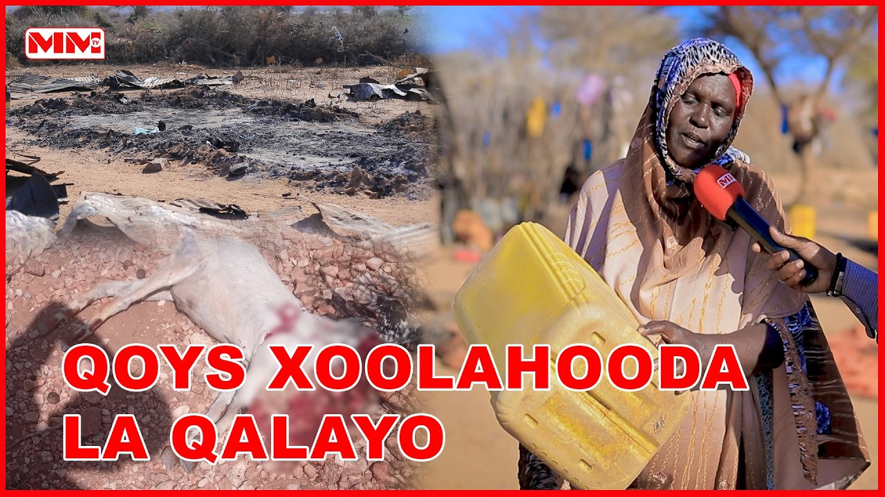 Qoys xoolahooda la qalayo iyada oo aan la ogayn, habeenkiina la shiidayo.