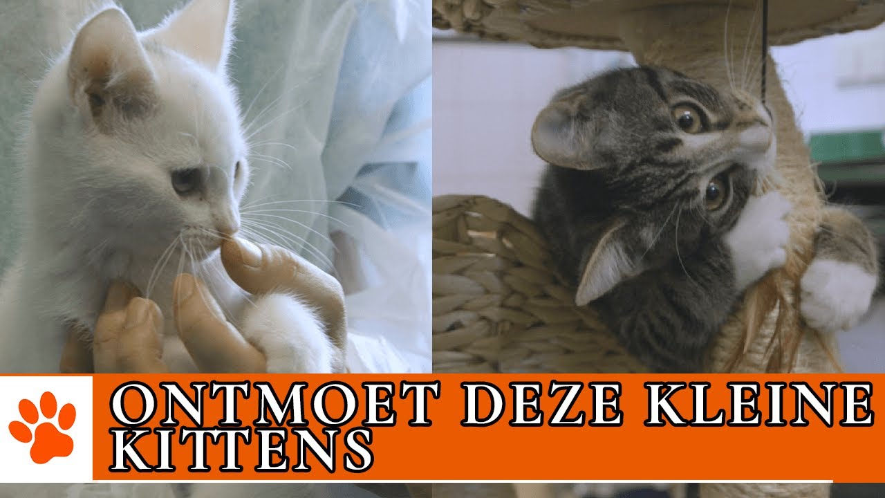 Hoe adopteer je kittens van DOA? | DierenpraatTV
