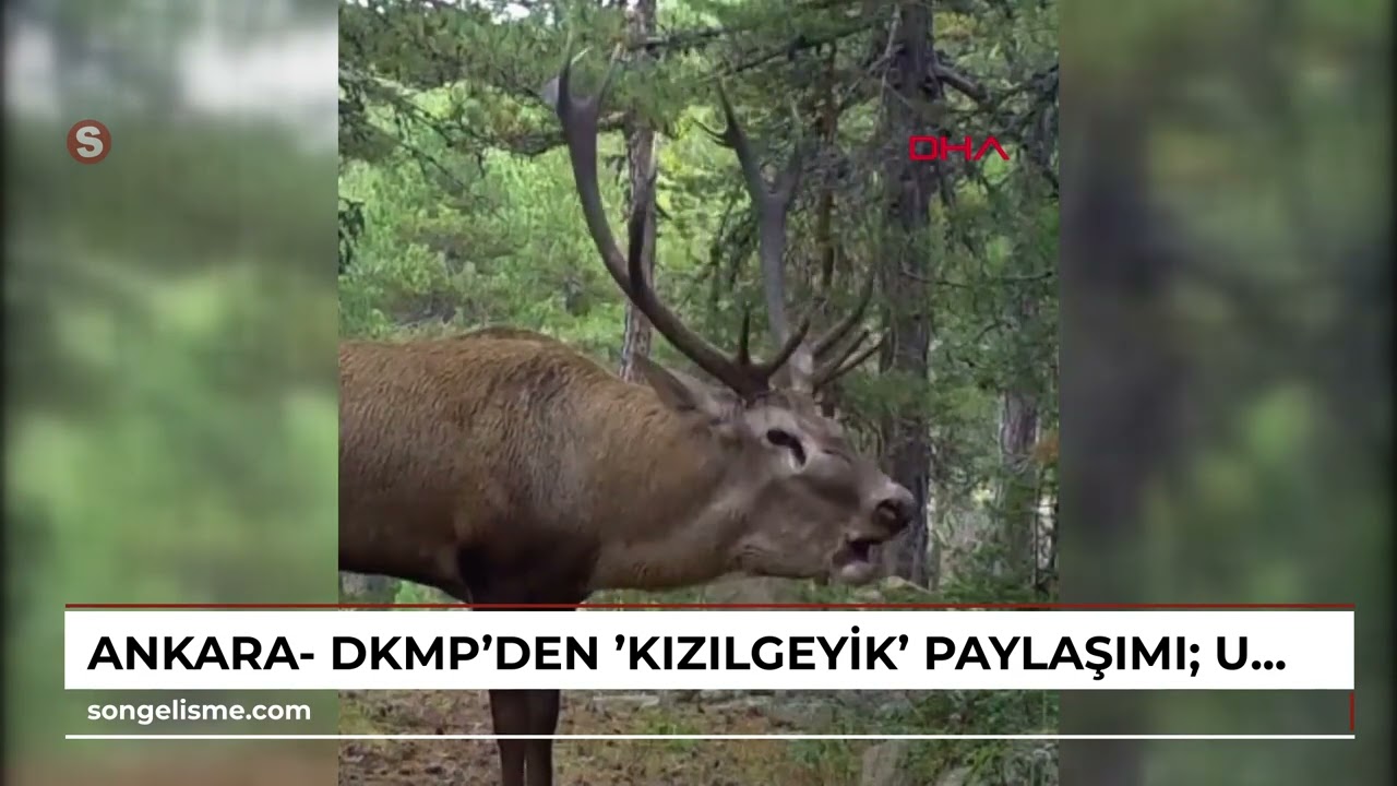 Ankara- DKMP'den 'kızılgeyik' paylaşımı: Unutulmaz bir bakış attı