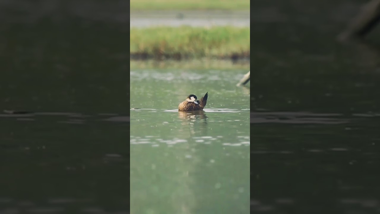 Explore the stunning beauty of wetland birds #birdslover #wetlandbirds