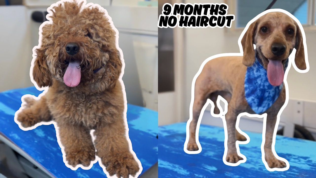 MATTED DOODLE GROOMING- Full Shave Down (No Voiceover)