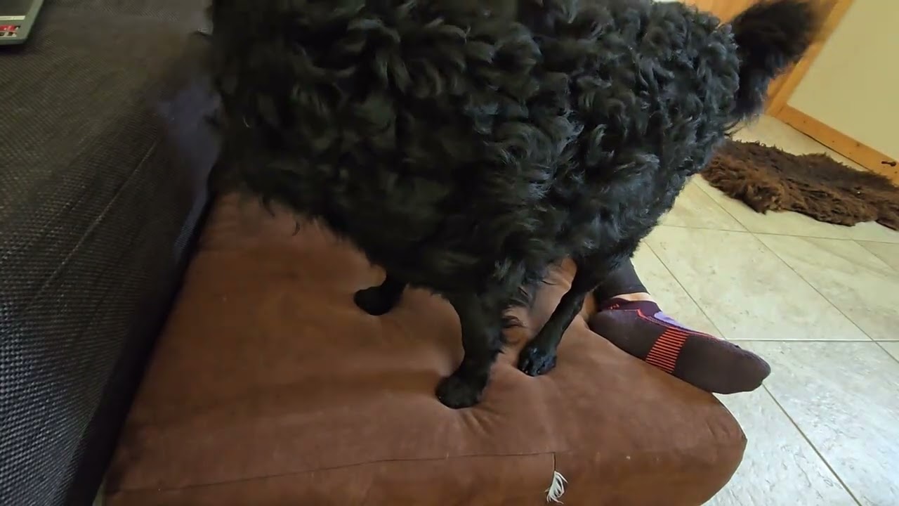 Mudi Mezcal gets Tui Na massage strokes, dog massage.
