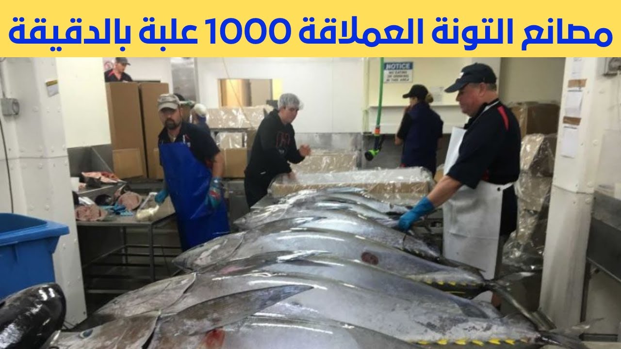 جولة مذهلة داخل مصانع التونة المعلبة |  مصانع عملاقة