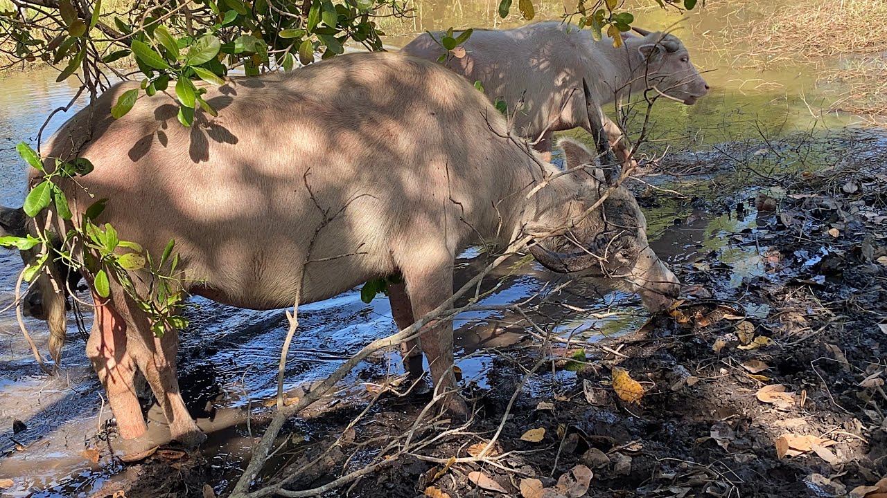 Buffalo in lake 