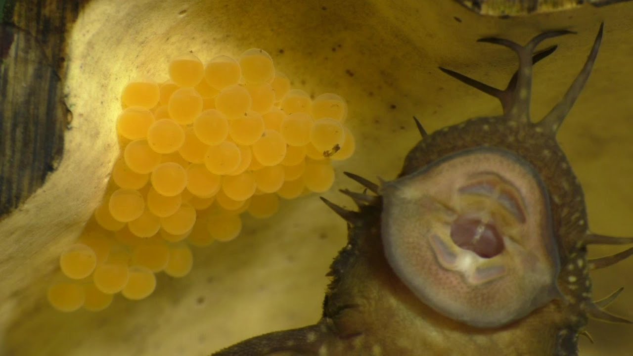 Breeding The Bristlenose Pleco (A New Approach) part 3 of 3