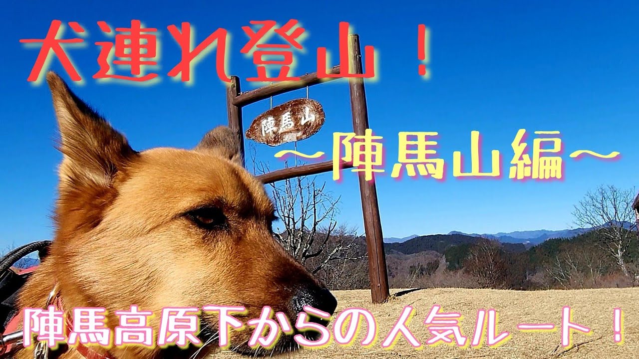 【犬連れ登山！】陣馬山編。陣馬高原下からの人気ルート！