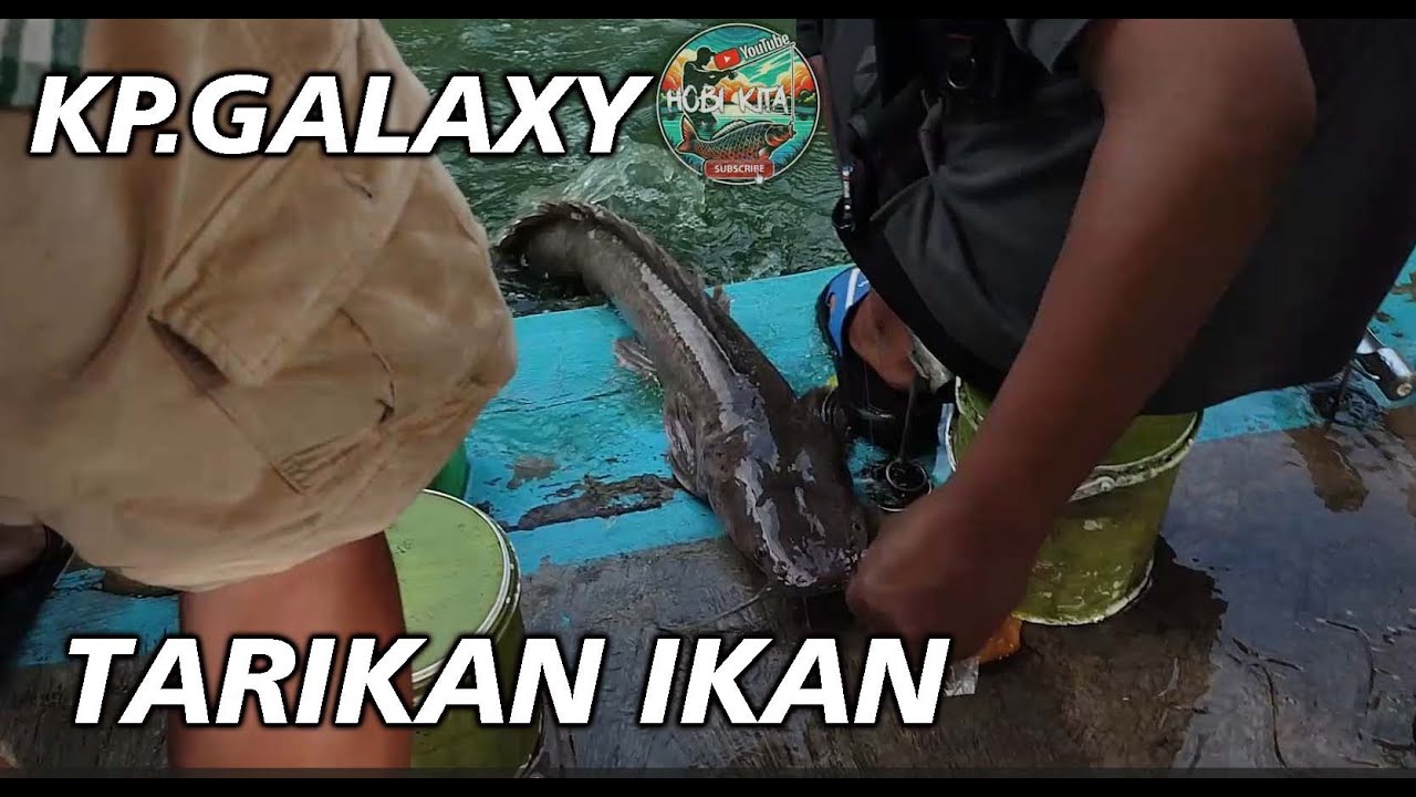 ikan lele jumbo terkait pancing di kp.galaxy, kemulan - turen