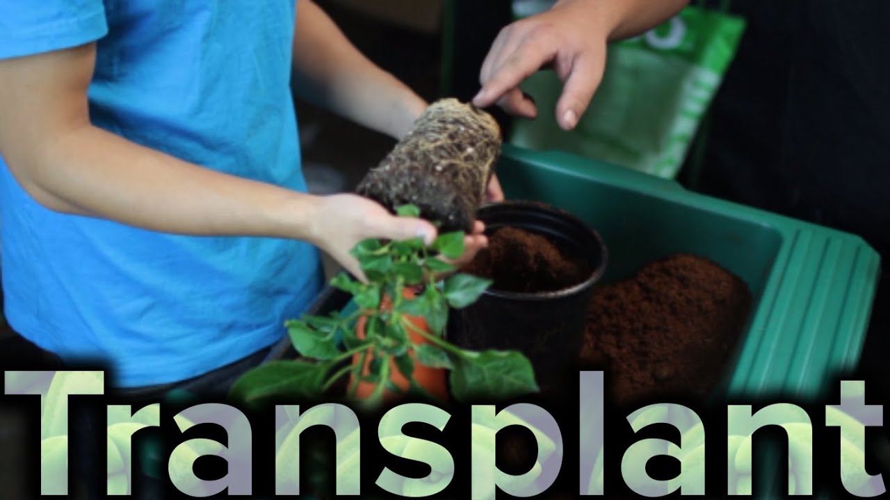 How to Transplant Plant to a Larger Pot