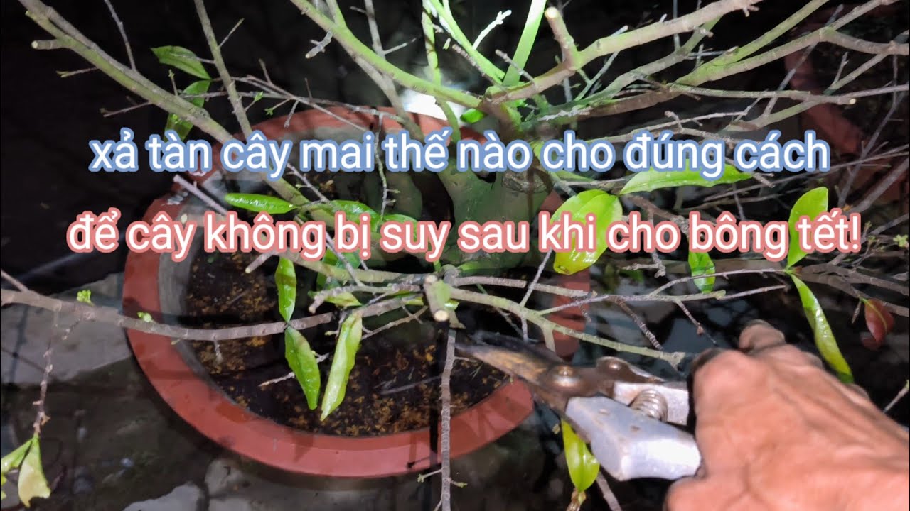 Cách xả tàn cây mai sau tết đúng nhất 13-1ÂL! Giúp cây không bị suy và đâm chồi mạnh.