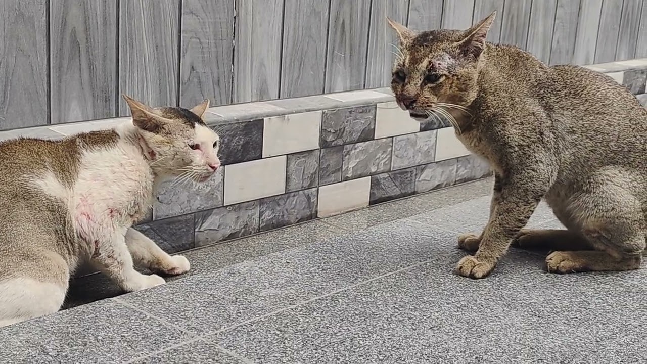 kucing berantem sampai berdarah