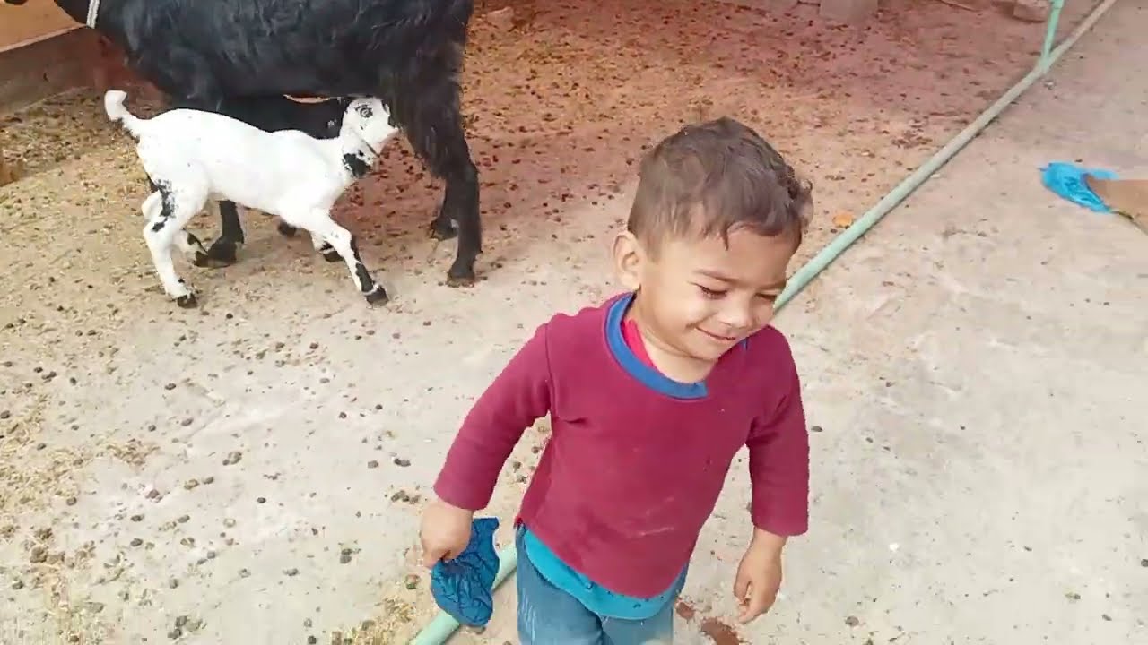 Maira baita bakri k bachon kay Sath kheltay hvay #animal #goat #beautifullgoats #goatfarming #viral