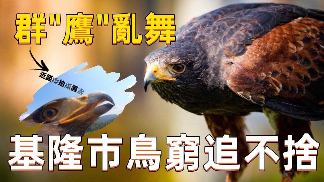 【老K探討】｜Hawk camera｜前往基隆八斗子忘憂谷！大寶揹鏡頭近距離拍攝基隆市鳥！黑鳶！