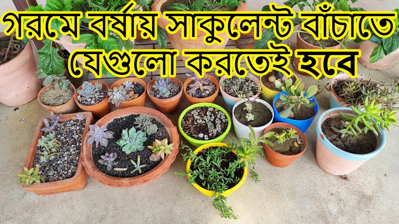 গরমে সাকুলেন্ট গাছের যত্ন | How to save succulents in summer | Succulent plant care in bengali