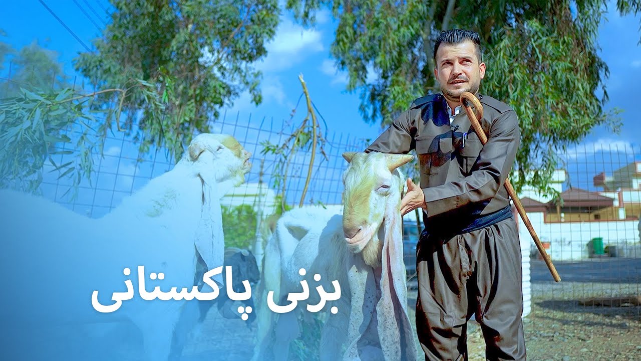 حاجی کەمال بۆهێنانی بزنی پاکستانی