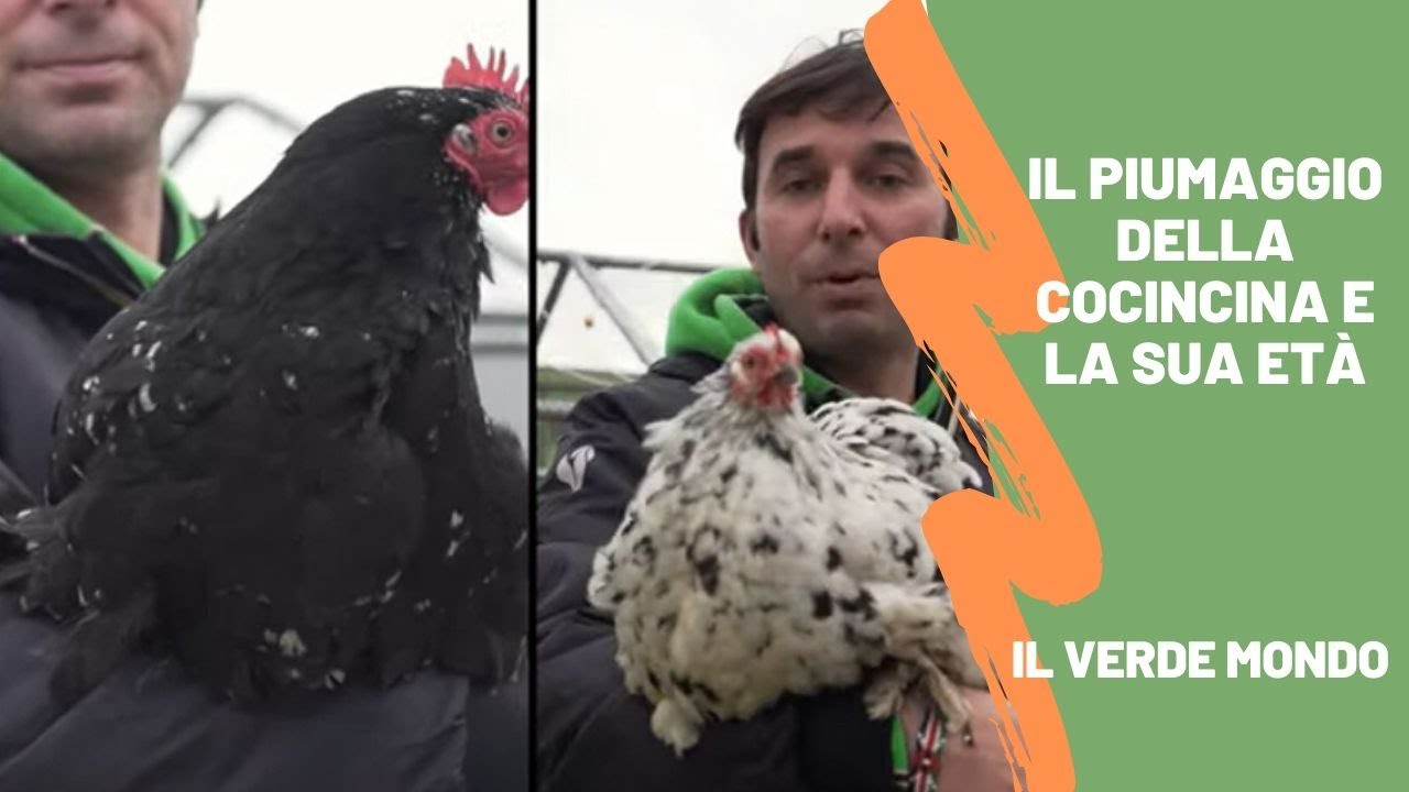 Il colore delle piume svela l'età delle nostre Cocincina | Cocincina Nana nera picchiettata bianca