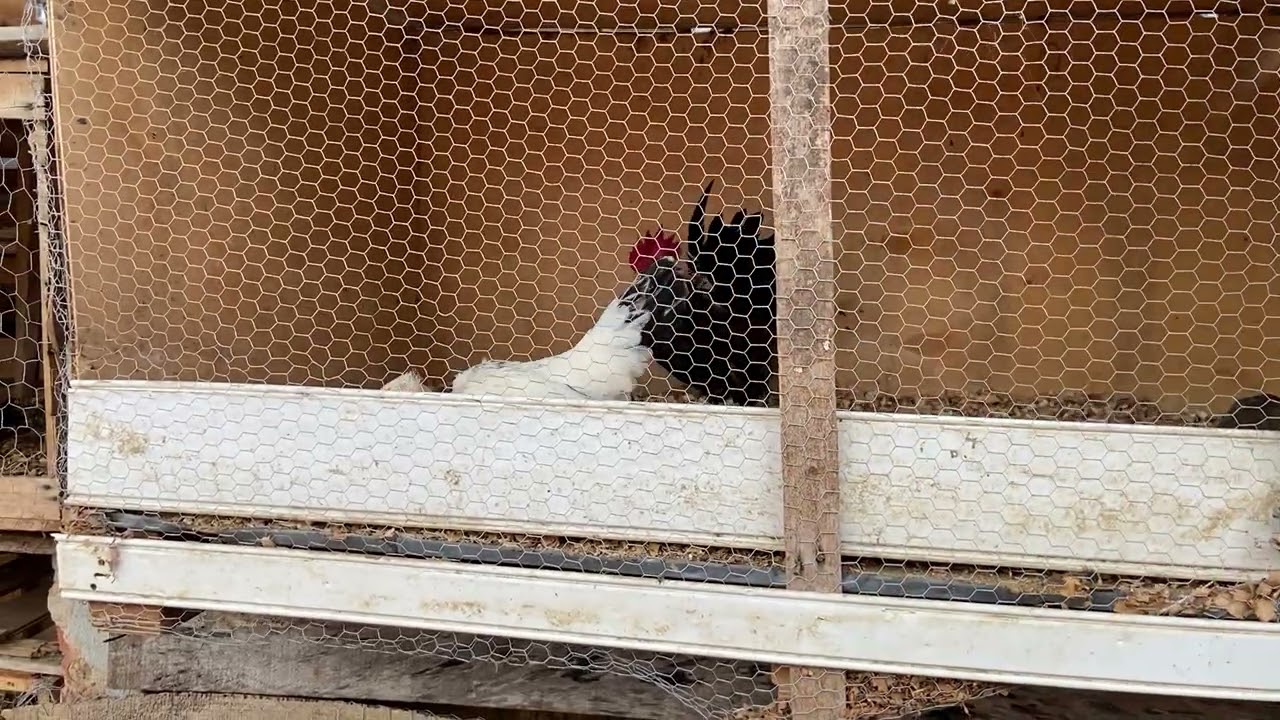 MINHAS MATRIZES ESTÃO EM POSTURAS 😃🐔🥚FIZ A OVOSCOPIA DA MALEVOLA ❤️🐔EM BREVE UMA NOVA REPRODUÇÃO 😃