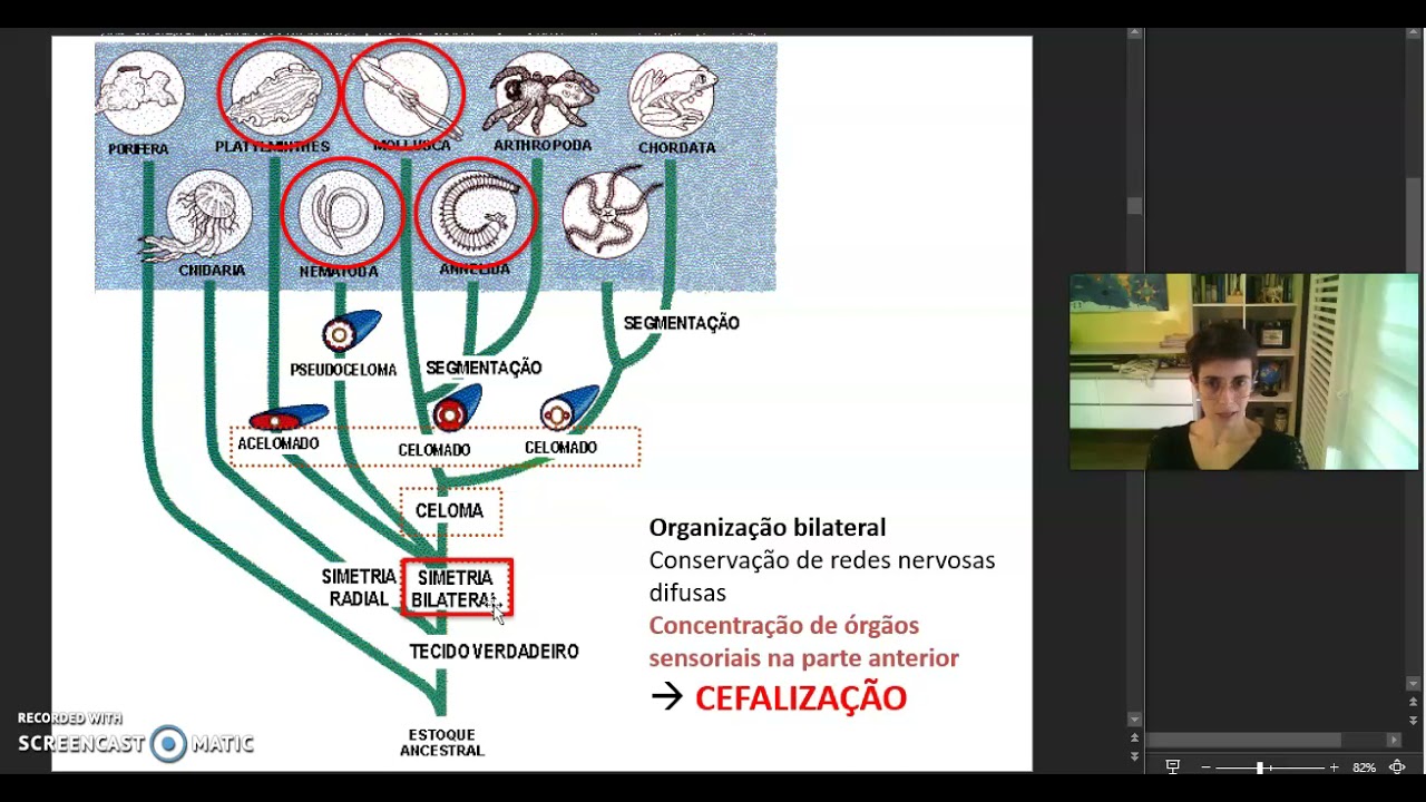 Evolução SN invertebrados